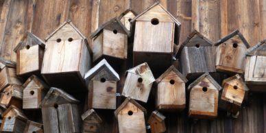 Maisons oiseaux