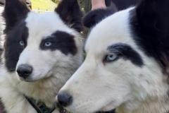 Cani-journee-avril-2026-1