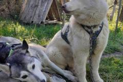 Cani-journee-avril-2026-2