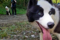 Cani-journee-avril-2026-3