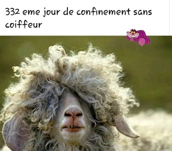 Confinement Et Humour 2